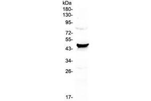 Western blot testing of human HeLa cell lysate with CCN3 antibody at 0.