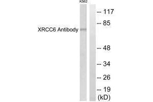 Western blot analysis of extracts from K562 cells, using XRCC6 antibody.