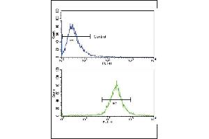 Flow cytometric analysis of WiDr cells using BR1A Antibody (N-term) (bottom histogram) coared to a negative control cell (top histogram). (BMPR1A anticorps  (N-Term))
