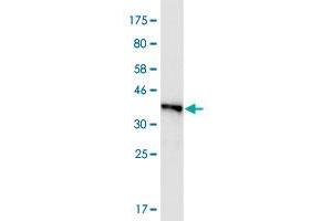 Western Blot detection against Immunogen (36. (Formin 2 anticorps  (AA 144-243))