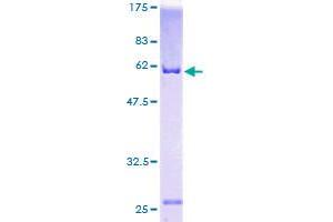 Image no. 1 for Annexin A2 (ANXA2) (AA 19-357) protein (GST tag) (ABIN1345182)