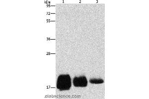 Western blot analysis of Huvec, hela and SKOV3 cell, using CD59 Polyclonal Antibody at dilution of 1:500 (CD59 anticorps)
