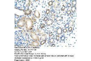 Rabbit Anti-MGC27016 Antibody  Paraffin Embedded Tissue: Human Kidney Cellular Data: Epithelial cells of renal tubule Antibody Concentration: 4. (MGC27016 (N-Term) anticorps)
