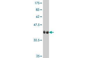 Western Blot detection against Immunogen (37. (VIPR2 anticorps  (AA 24-126))