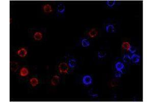 Immunofluorescence (IF) image for anti-CD19 Molecule (CD19) antibody (Alexa Fluor 647) (ABIN2657657) (CD19 anticorps  (Alexa Fluor 647))