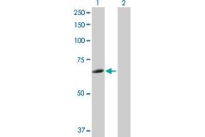 Western Blot analysis of HCK expression in transfected 293T cell line by HCK MaxPab polyclonal antibody.