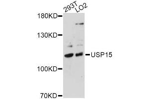 Western blot analysis of extracts of various cell lines, using USP15 antibody (ABIN5975428) at 1/1000 dilution. (USP15 anticorps)