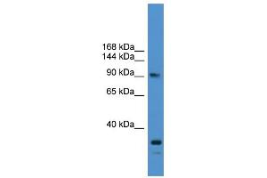 WB Suggested Anti-USP13 Antibody Titration: 0. (USP13 anticorps  (N-Term))