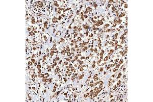 IHC analysis of NLRX1 using anti-NLRX1 antibody (ABIN7602716). (NLRX1 anticorps  (AA 98-874))