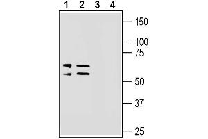 Western blot analysis of mouse brain lysates (lanes 1 and 3) and rat brain synaptosomal fraction (lanes 2 and 4):1-2.