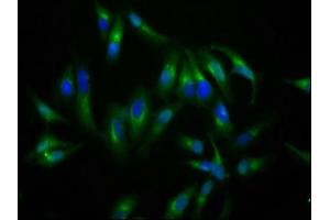 Immunofluorescence staining of Hela cells with ABIN7161322 at 1:200, counter-stained with DAPI. (Neuroligin 4 anticorps  (AA 383-494))