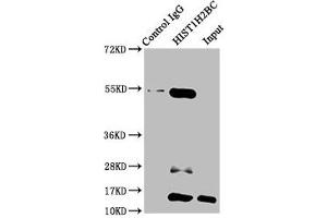 Immunoprecipitating HIST1H2BC in HepG2 whole cell lysate (treated with 30 mM sodium butyrate for 4h) Lane 1: Rabbit control IgG instead of ABIN7139161 in HepG2 whole cell lysate (treated with 30 mM sodium butyrate for 4h). (Histone H2B anticorps  (acLys15))