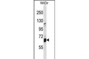 GLB1L Antibody (N-term) (ABIN1539000 and ABIN2849961) western blot analysis in WiDr cell line lysates (35 μg/lane). (GLB1L anticorps  (N-Term))