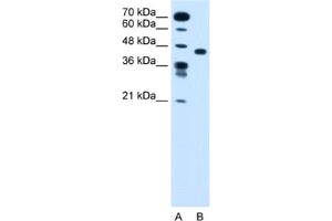 Western Blotting (WB) image for anti-Solute Carrier Family 35, Member C1 (SLC35C1) antibody (ABIN2462760) (SLC35C1 anticorps)