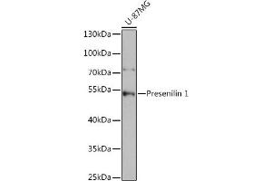 Western blot analysis of extracts of U-87MG cells, using Presenilin 1 antibody (ABIN3023159, ABIN3023160, ABIN3023161 and ABIN6219418) at 1:1000 dilution. (Presenilin 1 anticorps  (AA 1-160))