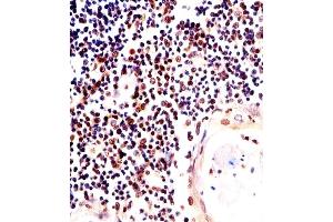 Immunohistochemical analysis of paraffin-embedded H.