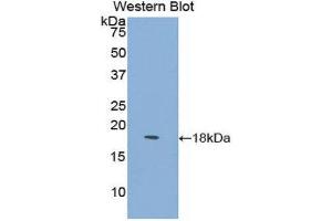 Western Blotting (WB) image for anti-Lymphocyte Antigen 96 (LY96) (AA 16-160) antibody (ABIN1176653) (LY96 anticorps  (AA 16-160))
