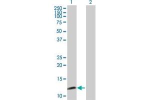 Western Blot analysis of SYCN expression in transfected 293T cell line by SYCN MaxPab polyclonal antibody.