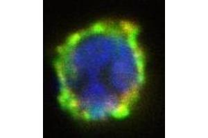 Immunofluorescence (IF) image for anti-Ectonucleotide pyrophosphatase/phosphodiesterase 3 (ENPP3) antibody (PE) (ABIN400883) (ENPP3 anticorps  (PE))