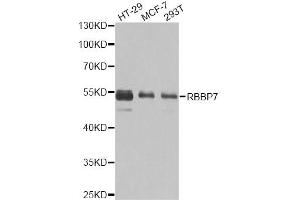 Western blot analysis of extracts of various cell lines, using RBBP7 antibody (ABIN6290864) at 1:1000 dilution.