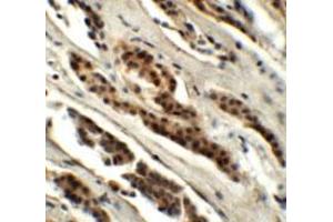 Immunohistochemical staining of human kidney cells with GLS2 polyclonal antibody  at 5 ug/mL. (GLS2 anticorps  (Internal Region))