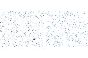 Immunocytochemistry (ICC) image for anti-Poly (ADP-Ribose) Polymerase 1 (PARP1) (AA 215-265) antibody (ABIN7455116) (Recombinant PARP1 anticorps  (AA 215-265))