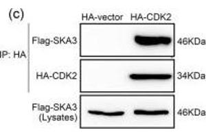 SKA3 inhibited the interaction between CDK2 and p53.