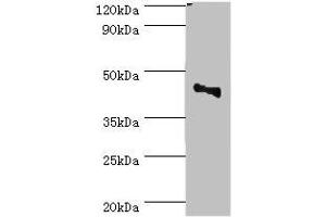 Western blot All lanes: CBX8 antibody at 2 μg/mL + Jurkat whole cell lysate Secondary Goat polyclonal to rabbit IgG at 1/10000 dilution Predicted band size: 43 kDa Observed band size: 43 kDa (CBX8 anticorps  (AA 80-280))