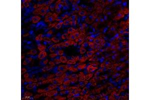 Immunofluorescence of paraffin embedded mouse stomach using ATP5A1 (ABIN7073141) at dilution of 1: 300 (450x lens)