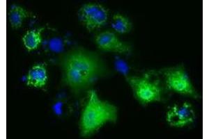 Anti-PANK2 mouse monoclonal antibody (ABIN2453419) immunofluorescent staining of COS7 cells transiently transfected by pCMV6-ENTRY PANK2 (RC215676). (PANK2 anticorps)