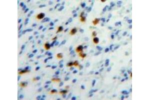 Used in DAB staining on fromalin fixed paraffin-embedded Spleen tissue