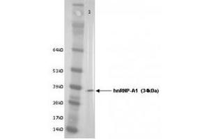 Image no. 1 for anti-Heterogeneous Nuclear Ribonucleoprotein A1 (HNRNPA1) antibody (ABIN108583) (HNRNPA1 anticorps)