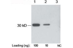 Lane 1-2: B-tag fusion protein in E. (B Tag anticorps)