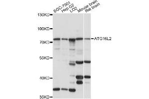 Western blot analysis of extracts of various cell lines, using ATG16L2 antibody (ABIN6294039) at 1:1000 dilution. (ATG16L2 anticorps)