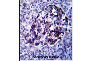 MID2 Antibody (C-term) (ABIN657562 and ABIN2846569) immunohistochemistry analysis in formalin fixed and paraffin embedded human pancreas tissue followed by peroxidase conjugation of the secondary antibody and DAB staining. (Midline 2 anticorps  (C-Term))