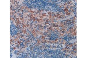 IHC-P analysis of Rat Spleen Tissue, with DAB staining. (FCN1 anticorps  (AA 25-279))