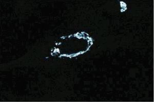 Immunofluorescent staining of WI-38 cells.