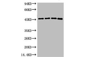 Western blot analysis of 1) Hela, 2) 293T, 3) Mouse Brain Tissue, 4) Rat Brain Tissue using GAP-43 Monoclonal Antibody. (GAP43 anticorps)