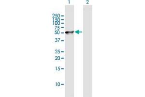 Western Blot analysis of C8orf30A expression in transfected 293T cell line by C8orf30A MaxPab polyclonal antibody.