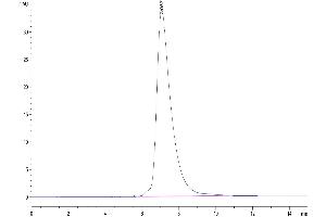 The purity of Biotinylated Human MICA is greater than 95 % as determined by SEC-HPLC.