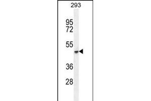 COCH Antibody (C-term) (ABIN655279 and ABIN2844871) western blot analysis in 293 cell line lysates (35 μg/lane). (COCH anticorps  (C-Term))