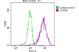 Overlay histogram showing HepG2 cells stained with ABIN7127769 (red line) at 1:50. (Recombinant PKM anticorps)