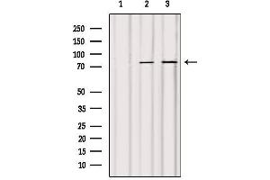 Western blot analysis of extracts from various samples, using ACSL4/FACL4 Antibody. (ACSL4 anticorps  (N-Term))