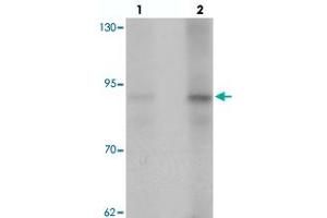 Western blot analysis of AFAP1 in HeLa cell lysate with AFAP1 polyclonal antibody  at (lane 1) 1 and (lane 2) 2 ug/mL. (AFAP anticorps  (N-Term))