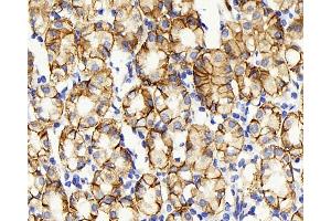 Immunohistochemistry analysis of paraffin-embedded human stomach using Claudin 5 Polyclonal Antibody at dilution of 1:400. (Claudin 5 anticorps)