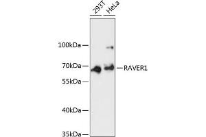 Western blot analysis of extracts of various cell lines, using R antibody (ABIN6130680, ABIN6146734, ABIN6146735 and ABIN6217020) at 1:3000 dilution. (RAVER1 anticorps  (AA 390-490))