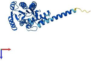 AlphaFold protein structure predicition of Human Recombinant HSD17B12 Protein, UniprotID Q53GQ0