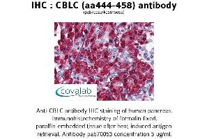Image no. 1 for anti-Cbl proto-oncogene C (CBLC) (AA 444-458) antibody (ABIN1732716) (CBLC anticorps  (AA 444-458))