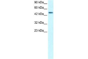 WB Suggested Anti-C5orf41 Antibody Titration:  0. (CREBRF anticorps  (Middle Region))