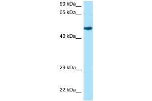 WB Suggested Anti-Rcc1 Antibody Titration: 1. (RCC1 anticorps  (N-Term))